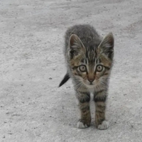 Ժ�����ܽ�������С��