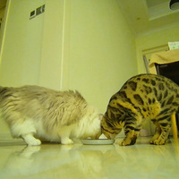 ����������С��