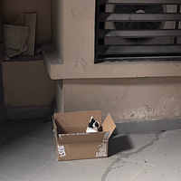 һֻ����è��������������è��������