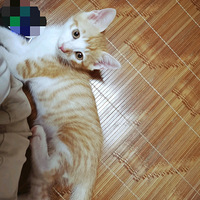 ���ÿɰ����ε�Сè����������