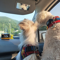 ��С�׻ؼ҆�