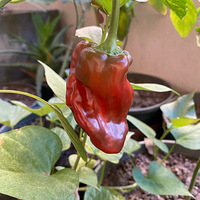 ֲ���������