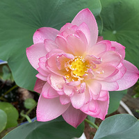 ��Щ���ֹ��Ļ�