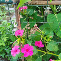 ����������ŵĻ���ͯ����䣡