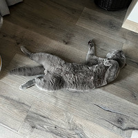 ����С�������