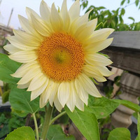 �������տ�Ҳ̫����