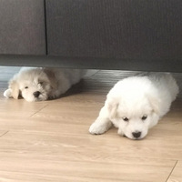 ����������Сֻ��ȻƷ����ͨ����Խ��Խ�����Ǳ��ع�������������