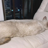 �Һܺ���è����˯����Ĳ�����Ϣ��һֱ�����������ĺú�Ц