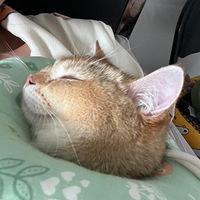 ��ô��������һֻ�豦è