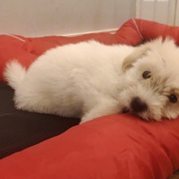 �ɰ���Yoyo���Ҹ�����Koko���ɿɣ�