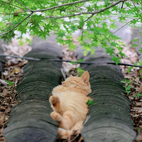 ��С������һֻС�ٵ�����������