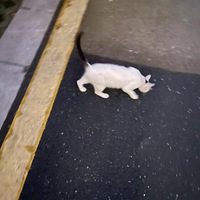 С����ĸ�̾��è������ֻС��̾�š�