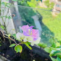 ��ӣ�����ˣ�����������÷�����Ů��