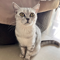 ͬ��è�����������������