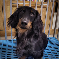 �Ը񳬺ò��в����ĳ�ë�������ף�