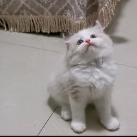 ���������ż�Ҽҳ�