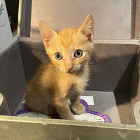 ����èè��