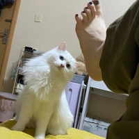 ˭��û�и��ٽ�Сè��