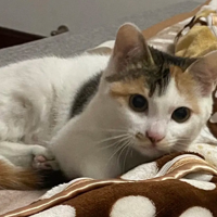 �����ĺ�ϲ��������