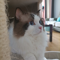 ������һ�꣬��������װů��Ƭ