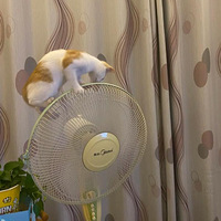 ��¼���Ҽҵ�ǧ��è