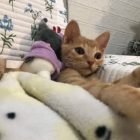 С����һ������ҧ��������������ô