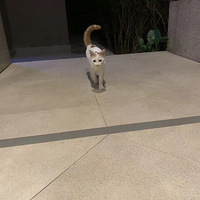 �ٰ׵ܵ�������