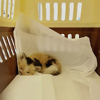 ���µ׼��Сè�����ߵ��˶�˵���Ҿ��úܿɰ���