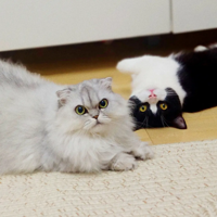 �ҵ�èһֻ����ܽ��һֻ��ƨ˹