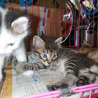 �����޺���è����������ѽ