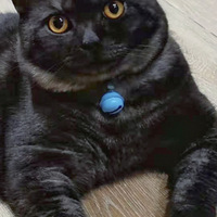 �����������ڽ𽥲���è�ͻ�ɫ��è���䣬�����ʲô����