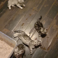 С�������Լ�����2��