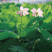 �ٵ�����Ƭ