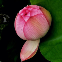 �������������ĵ�Ȼ�Ǻɻ�ѽ