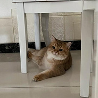 �Ҽ�èΪʲô�Ϸ��ŵ����ȣ�