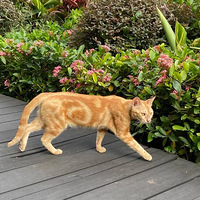 ����С���Ļ�Ƥ�����