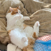 ����8ֻè 7ֻ���ǰ�jio