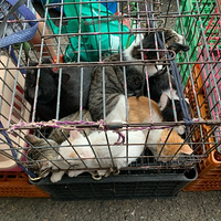 �����г������鴫������кܶ�èè����