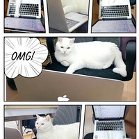 �Ҳ������� ֻ�ǰ׵����֣�һֻ���ֵĹ�˾�ȳ�è