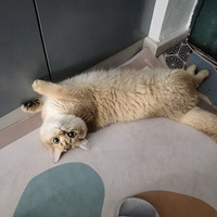 ˵Ϧॸое㲻һ