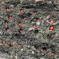 ��һ���ַ���