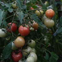 �����԰������ճ�