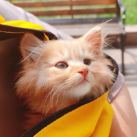 Ϊɶ�ҵ�è�������ű�����ϰѣ���