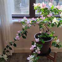 �ǳ��ɵ�����÷�ں�ڶ��ο�����