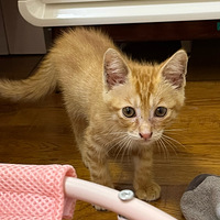 С��è�ܵ�������