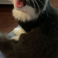 �޳�����Сè��