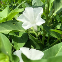 ��ü�ϵ�У��������Ĳ˿���