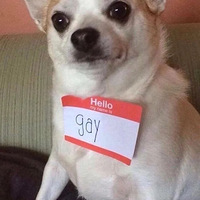 Ϊʲô���й�����������һֻ������