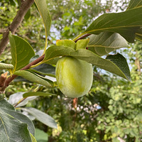 ����֮��