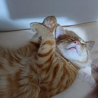 �Һ���һ��BT��ϲ����Сè��˯��